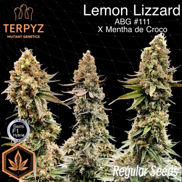 Lemon lizzard© semi f1 reg *exclusive free seeds* terpyz