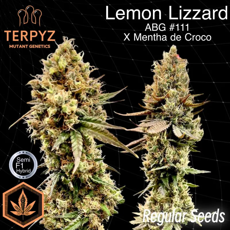 Lemon lizzard terpyz upcoming strains