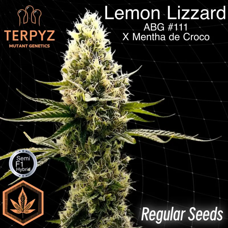 Lemon lizzard© semi f1 reg *only as free seeds* terpyz