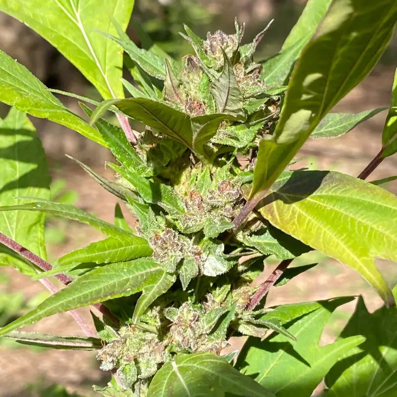 Lemonade haze swag - mutant reg kalyseeds cannabis seeds