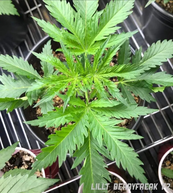 Lilltberry f2 - mutant hybrid reg cannabis research company