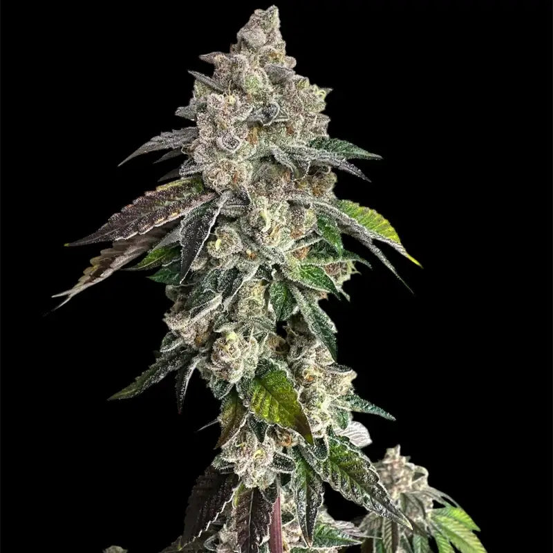 Mandarin squeeze© fem terpyz mutant genetics feminized