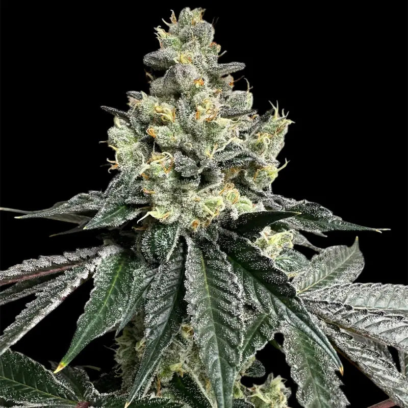 Mandarin squeeze© fem terpyz mutant genetics feminized