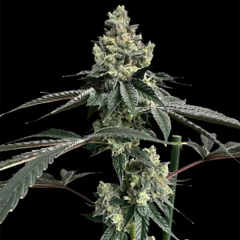 Mandarin squeeze© fem terpyz mutant genetics feminized