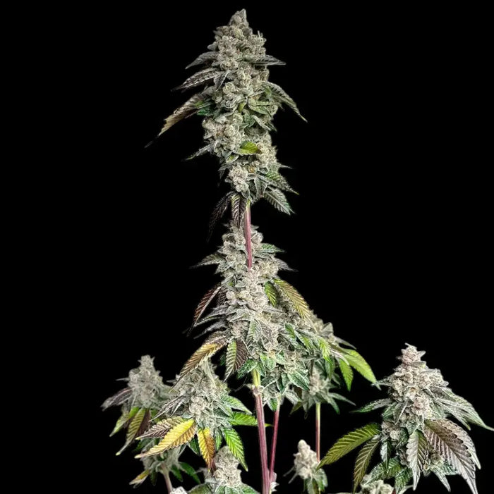 CANNABIS LADIES - daughter ma-1 ネイビー First Lady Regular Seeds - Sensi Seeds