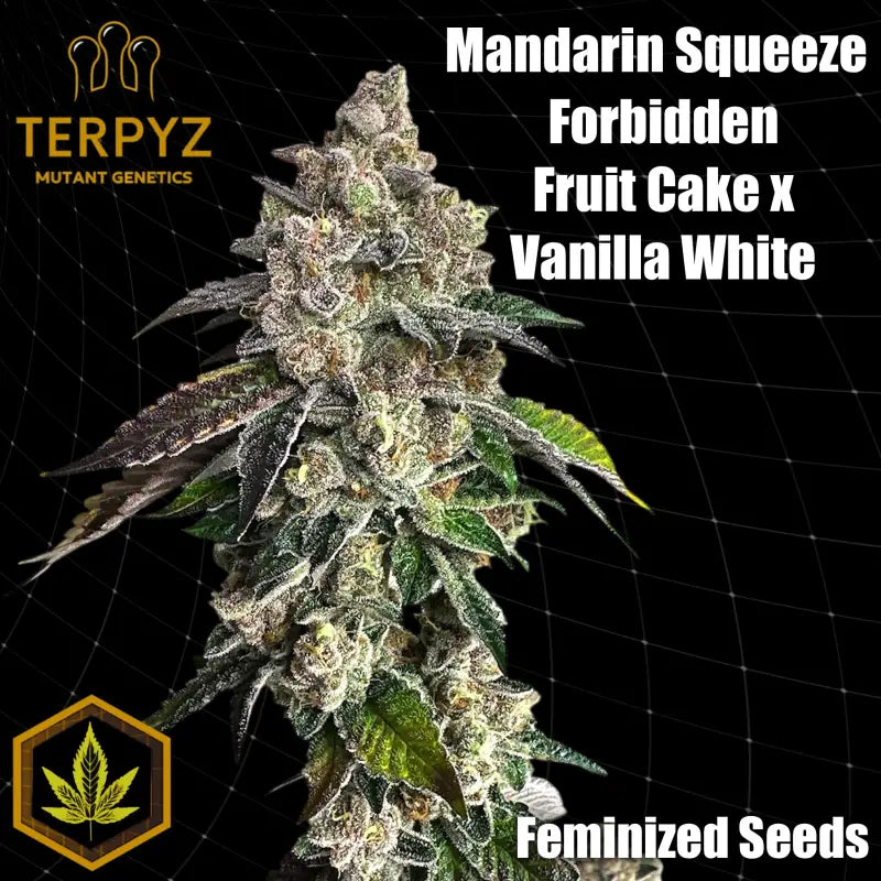 Mandarin squeeze© fem terpyz mutant genetics feminized