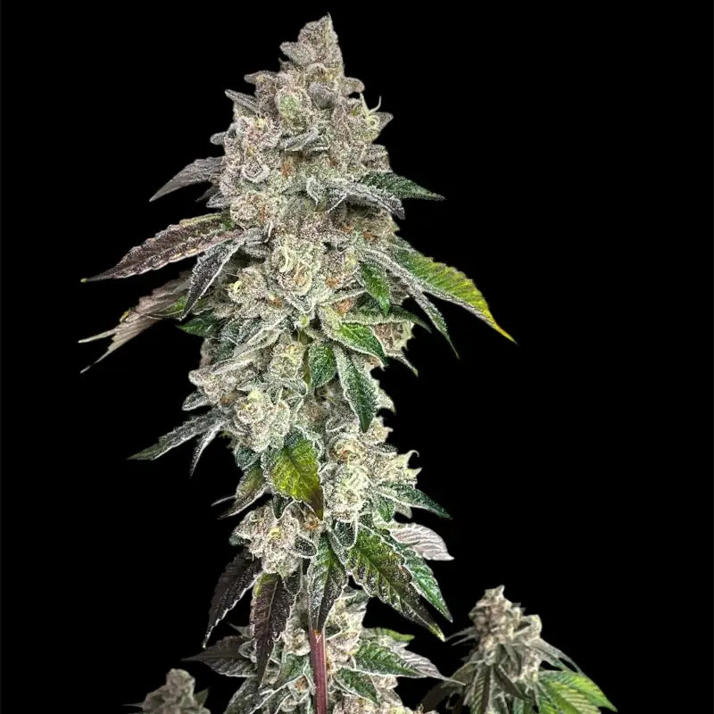 Mandarin squeeze© fem terpyz mutant genetics feminized