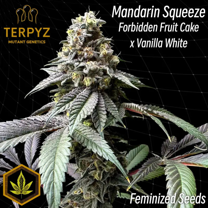 Mandarin squeeze© fem terpyz mutant genetics feminized