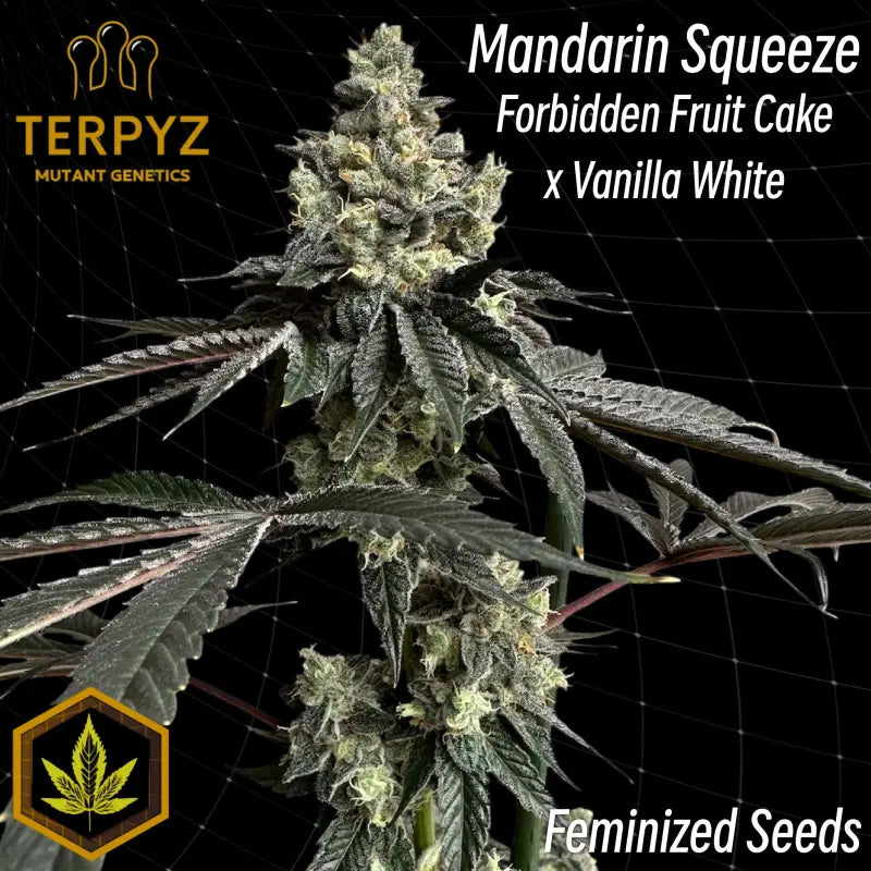 Mandarin squeeze© fem terpyz mutant genetics feminized