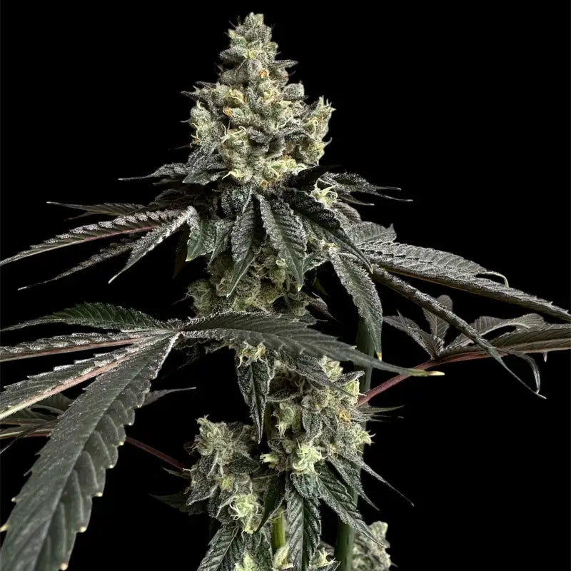 Mandarin squeeze© fem terpyz mutant genetics feminized