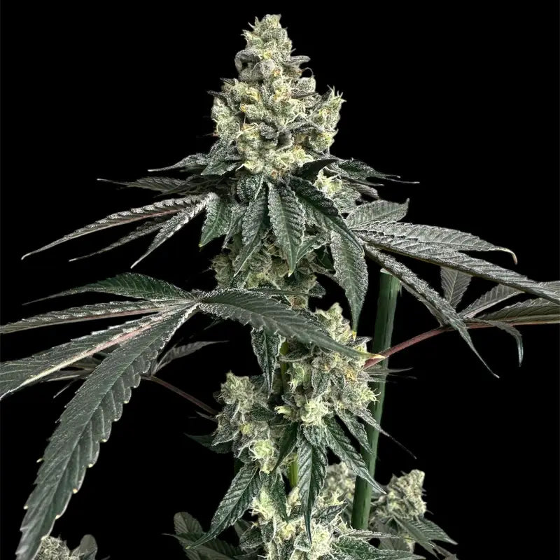 Mandarin squeeze© fem terpyz mutant genetics feminized