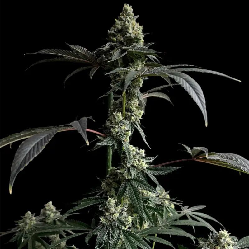 Mandarin squeeze© fem terpyz mutant genetics feminized