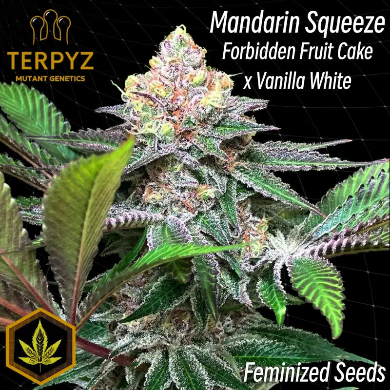 Mandarin squeeze© fem terpyz mutant genetics feminized