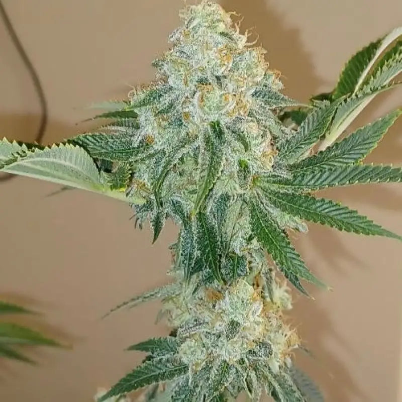 Mandarin squeeze© fem terpyz mutant genetics feminized