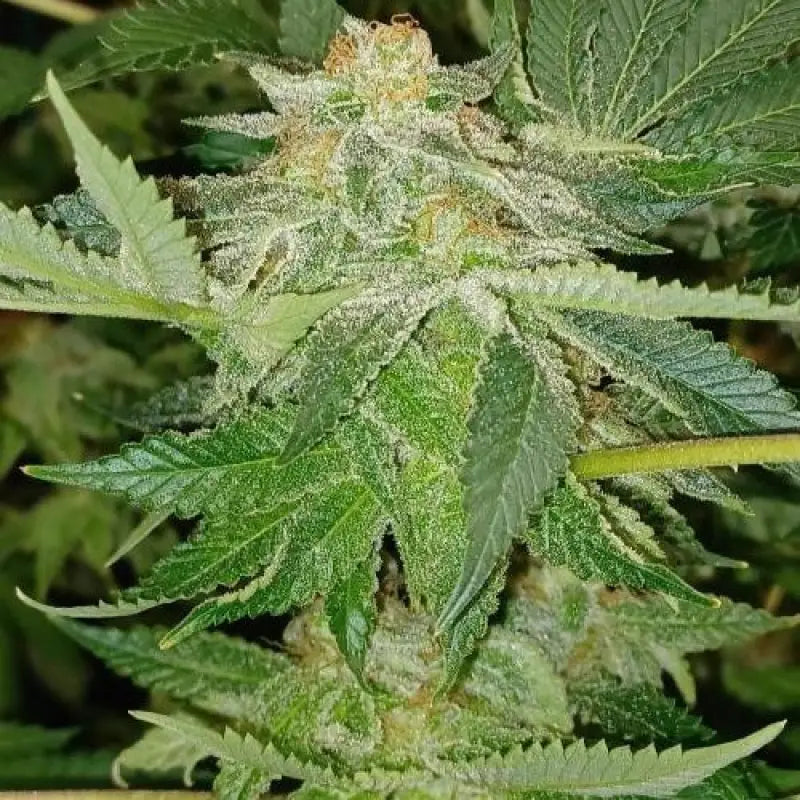 Mandarin squeeze© fem terpyz mutant genetics feminized