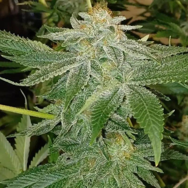 Mandarin squeeze© fem terpyz mutant genetics feminized