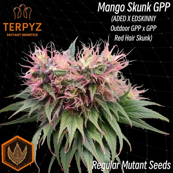 Mango skunk gpp© mutant reg terpyz genetics duck cannabis