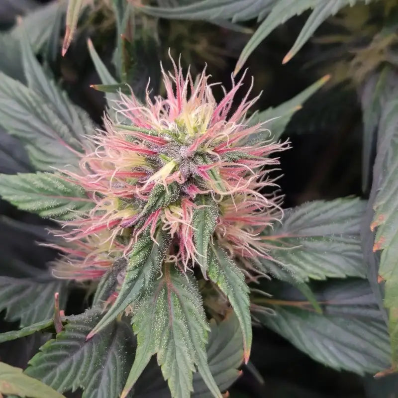 Mango skunk gpp© mutant reg terpyz genetics duck cannabis