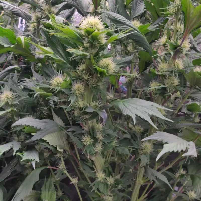 Mango skunk gpp© mutant reg terpyz genetics duck cannabis