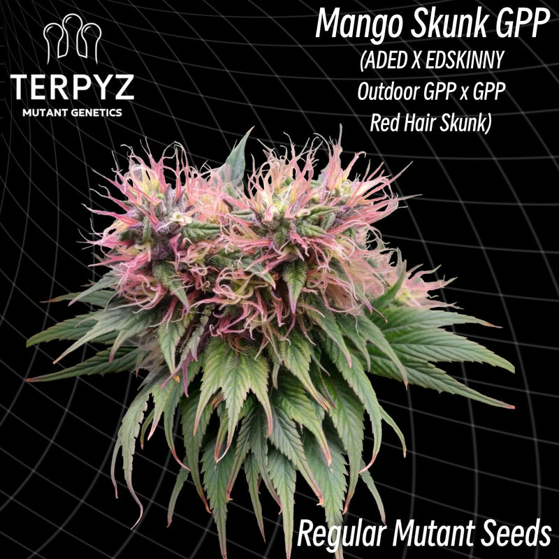 Mango skunk gpp (regular mutant cannabis seeds) terpyz