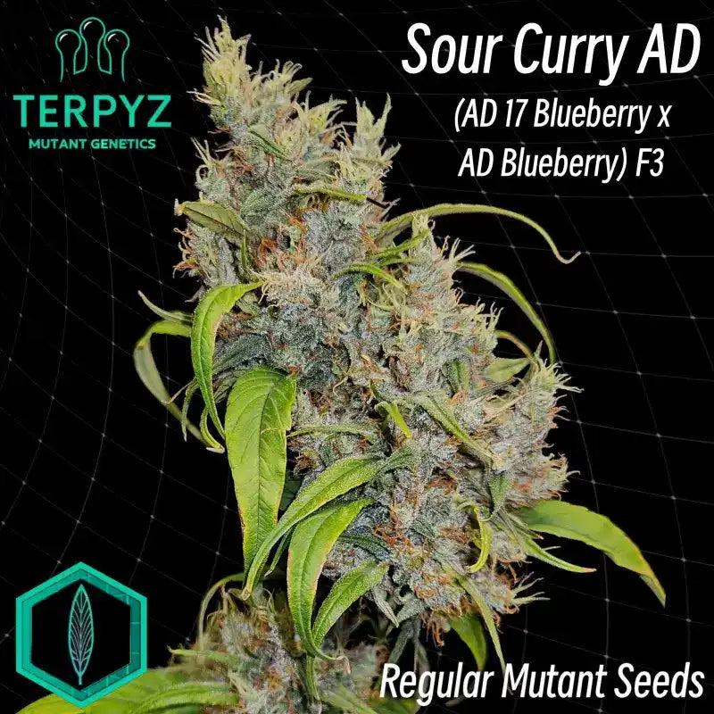 A mature cannabis plant with frosty trichomes and green leaves displaying the strain name ’Sour Curry AD.’