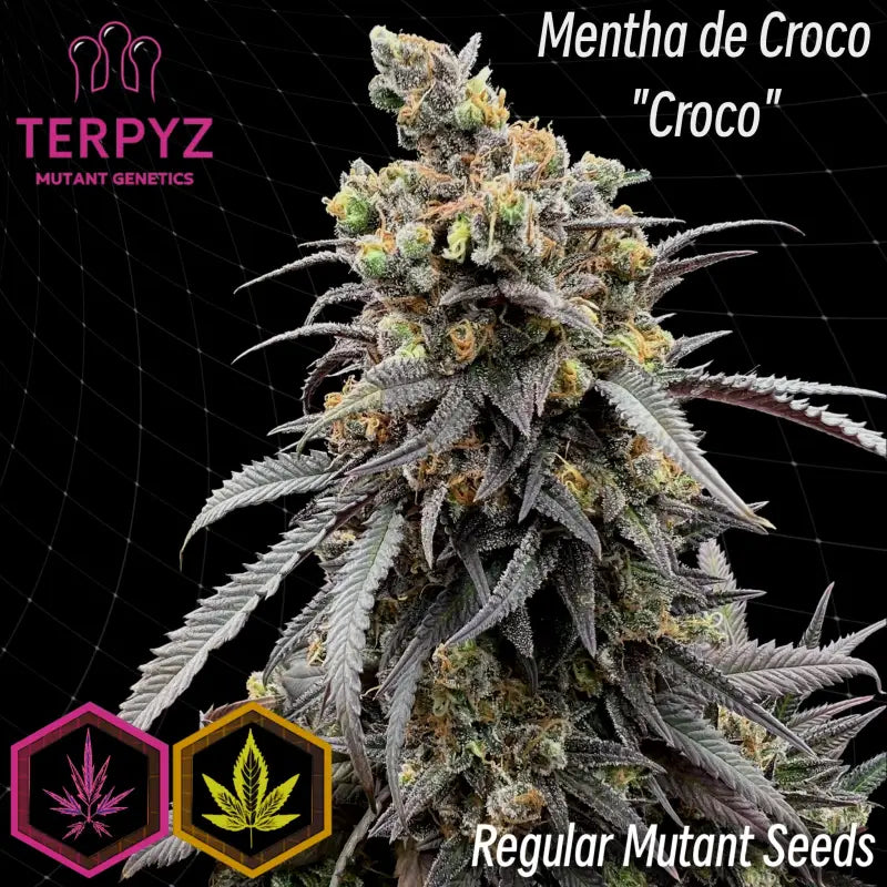 Mentha de croco© croco reg terpyz mutant genetics fern