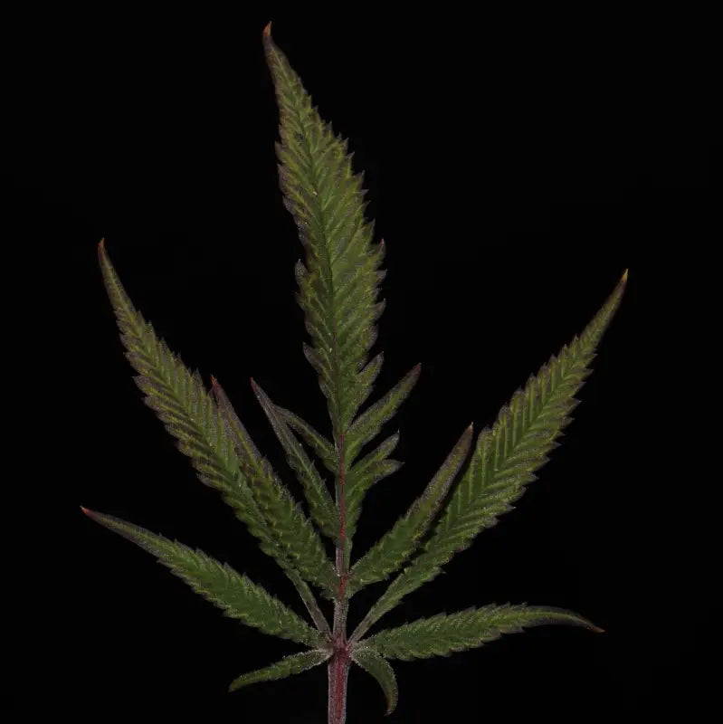 Mentha de croco© croco reg terpyz mutant genetics fern