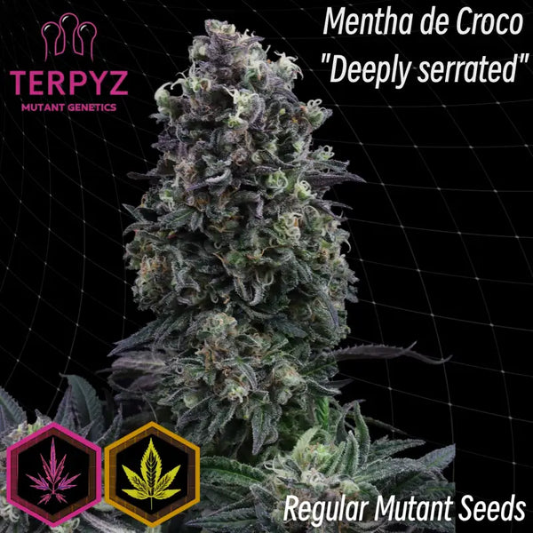 Mentha de croco© croco reg terpyz mutant genetics cannabis
