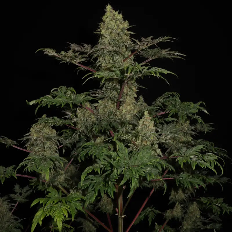 Mentha de croco© fern reg terpyz mutant genetics cannabis