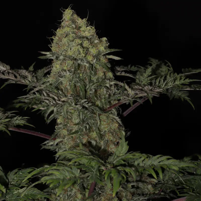 Mentha de croco© fern reg terpyz mutant genetics cannabis