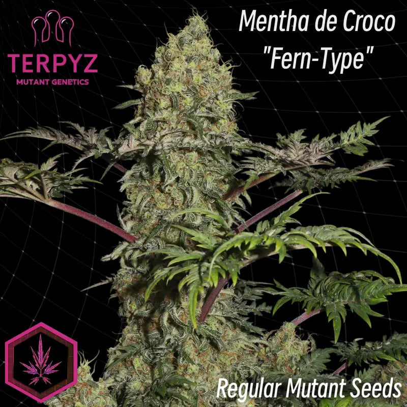 Mentha de croco© fern-type reg terpyz mutant genetics fern