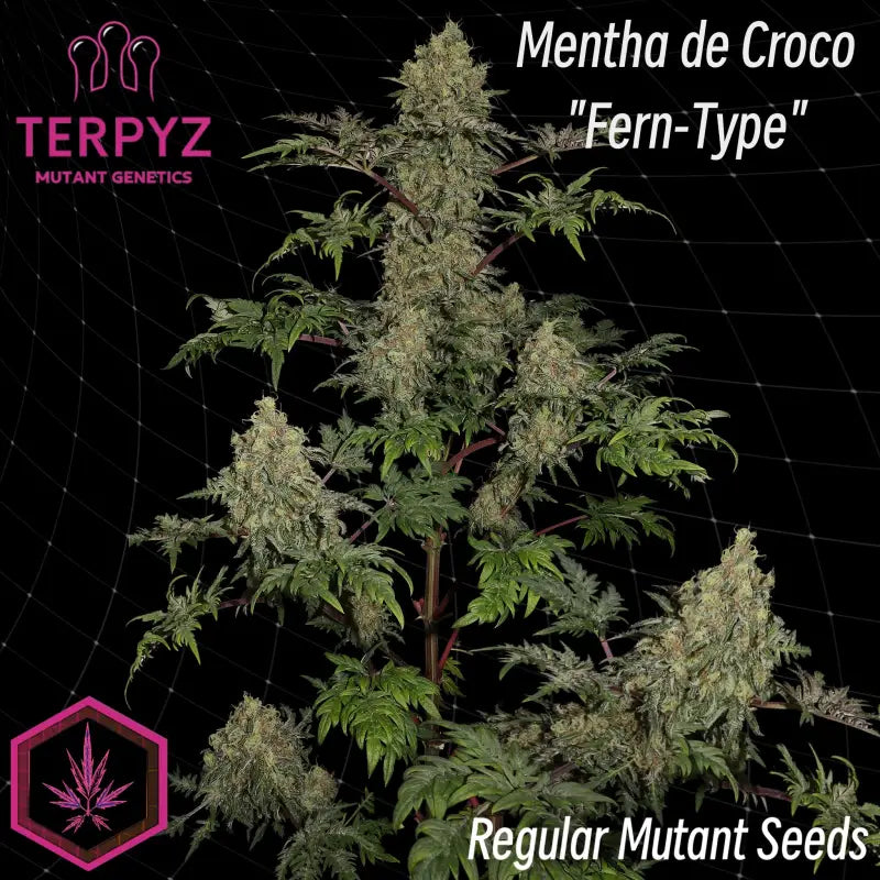 Mentha de croco© fern-type reg terpyz mutant genetics fern