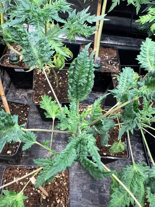 Mentha de croco© fern-type reg terpyz mutant genetics fern