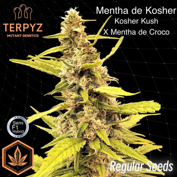 Mentha de kosher terpyz upcoming strains