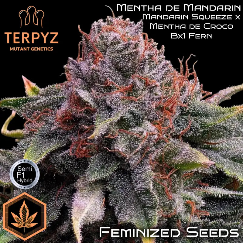 Mentha de mandarin terpyz mutant genetics feminized
