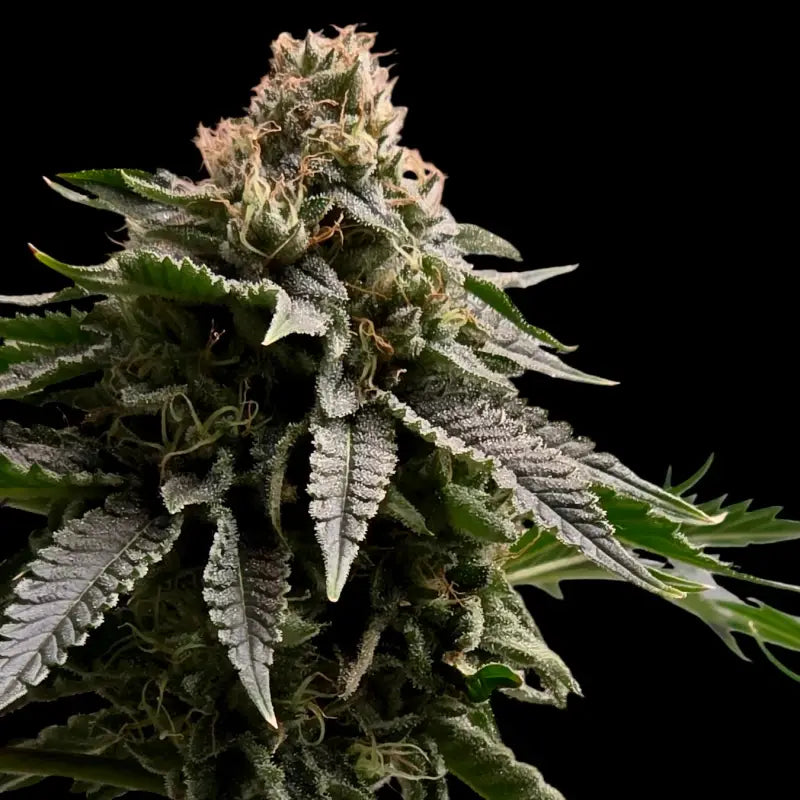 Mentha de mandarin terpyz mutant genetics feminized