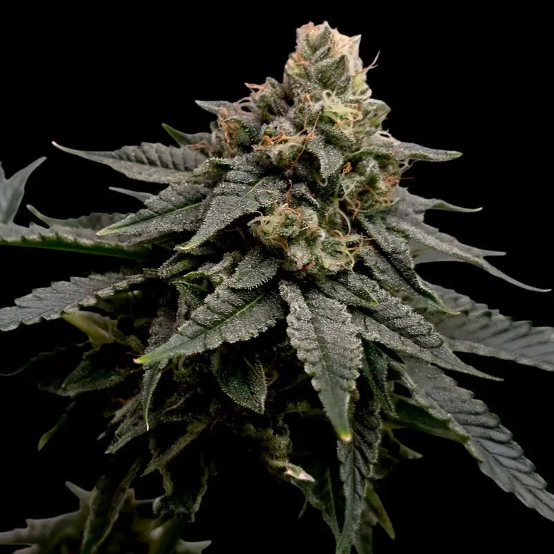 Mentha de mandarin terpyz mutant genetics feminized