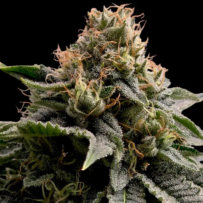 Mentha de mandarin terpyz mutant genetics feminized