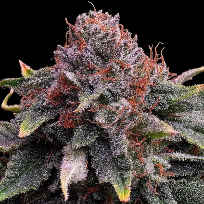 Mentha de mandarin terpyz upcoming strains