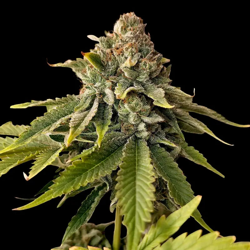 Mentha de mandarin terpyz mutant genetics feminized