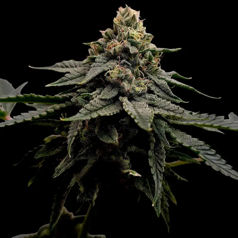 Mentha de mandarin terpyz mutant genetics feminized