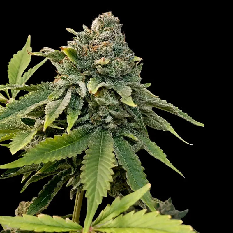 Mentha de mandarin terpyz mutant genetics feminized