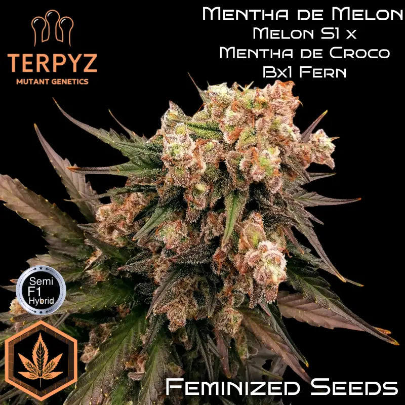 Mentha de melon© fem terpyz mutant genetics feminized semi