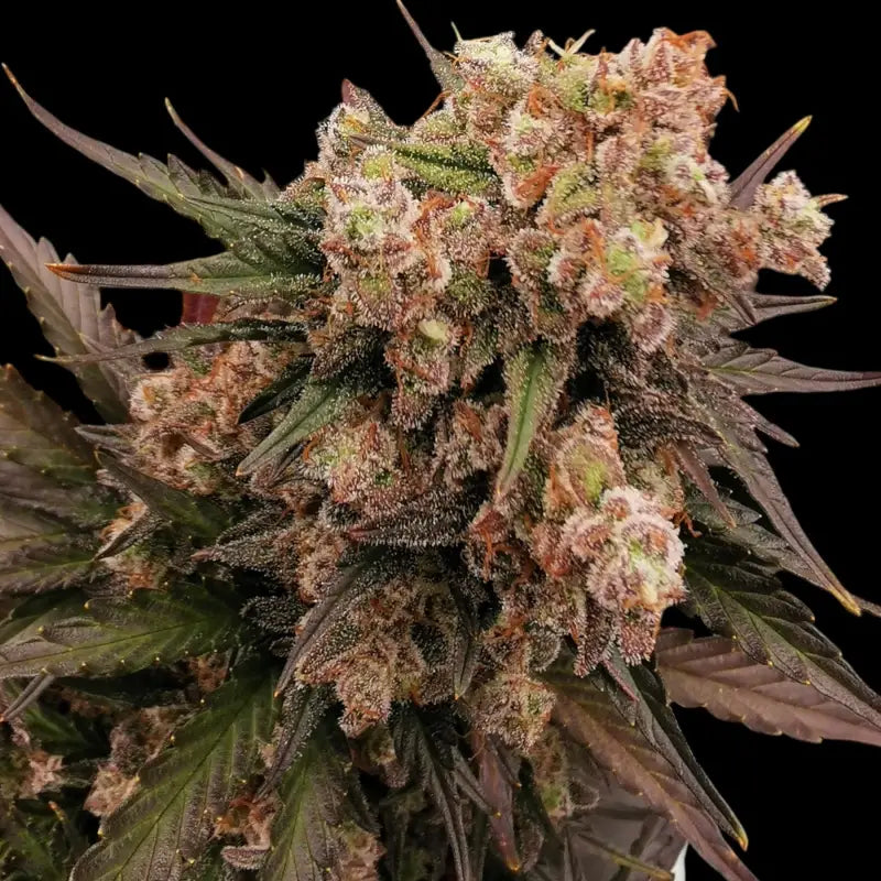 Mentha de melon© fem terpyz mutant genetics feminized semi