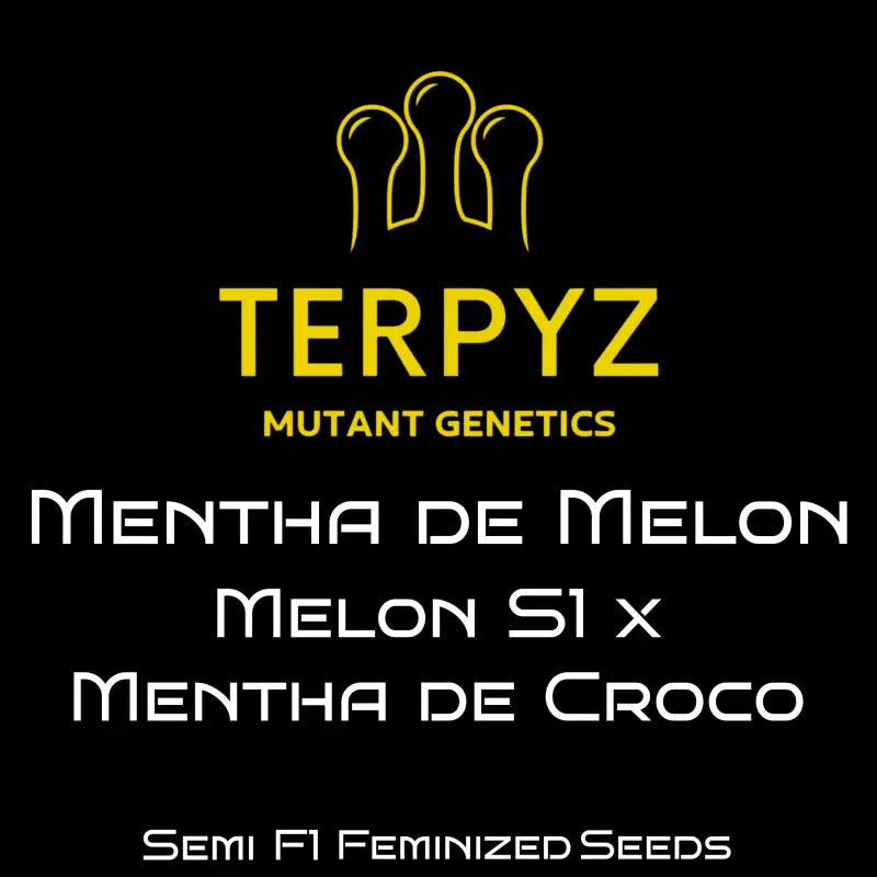 Mentha de melon terpyz upcoming strains