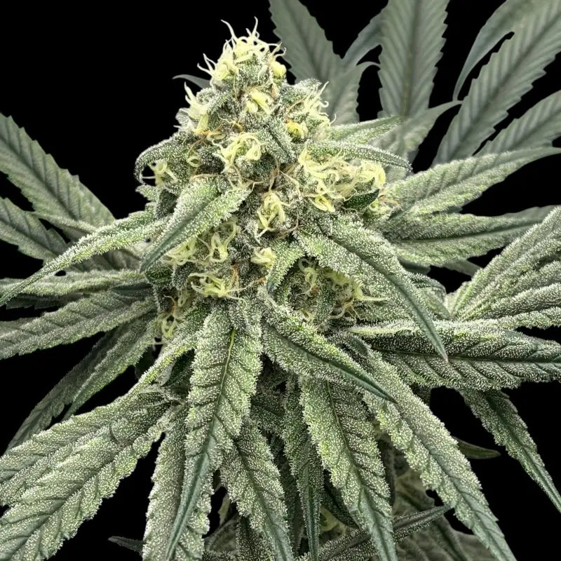 Menthol macaron© fem terpyz feminized cannabis seeds fern