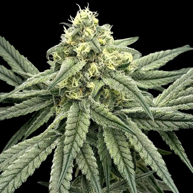 Menthol macaron© fem terpyz feminized cannabis seeds fern