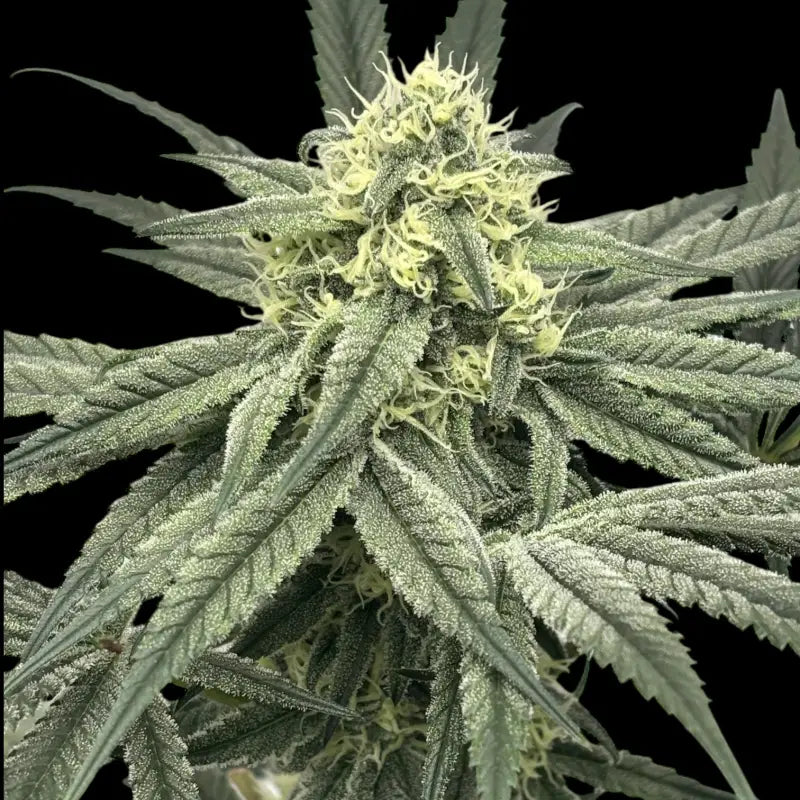 Menthol macaron© fem terpyz feminized cannabis seeds fern