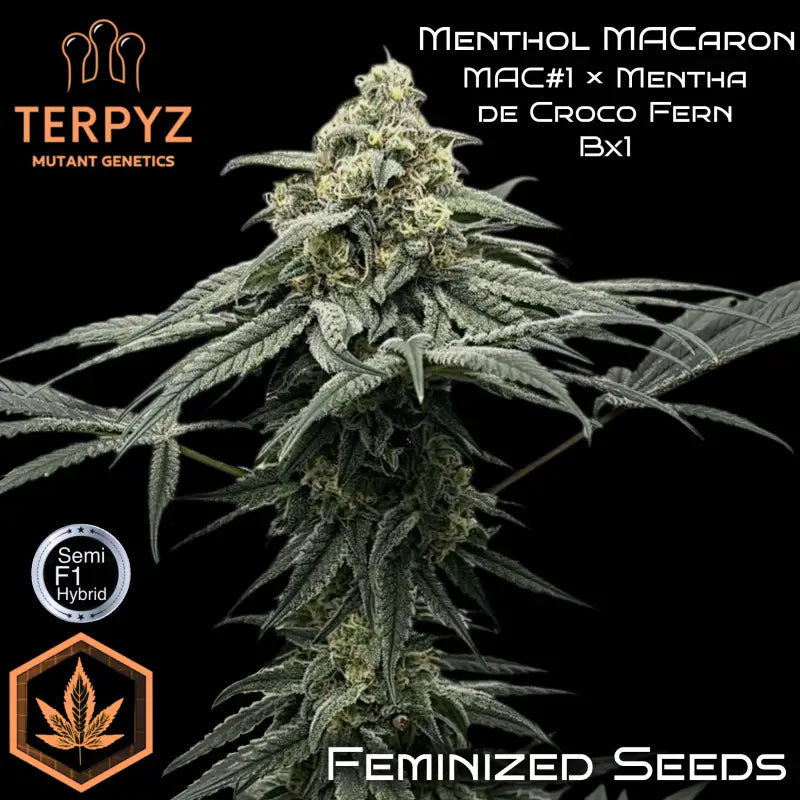 Menthol macaron© fem terpyz mutant genetics feminized semi