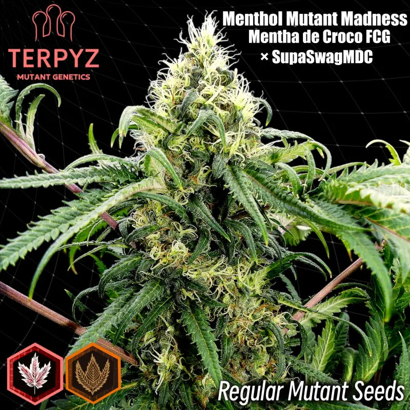 Menthol mutant madness terpyz upcoming strains